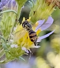 Toxomerus occidentalis