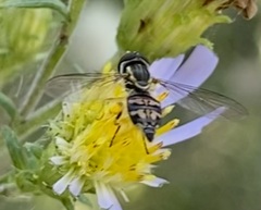 Toxomerus occidentalis