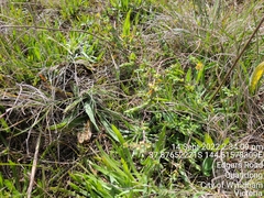 Pimelea spinescens