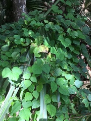 Phaseolus polystachios