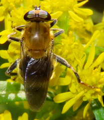 Pterallastes thoracicus