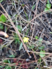 Utricularia subulata