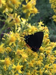 Atlides halesus