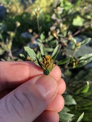 Bidens frondosa