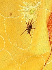 Herpyllus ecclesiasticus