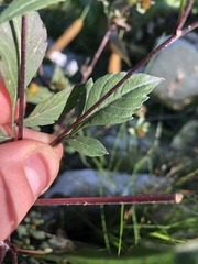 Bidens frondosa