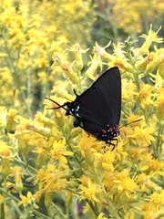 Atlides halesus