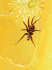 Herpyllus ecclesiasticus