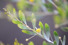Acacia melleodora