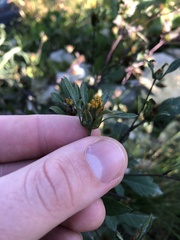 Bidens frondosa