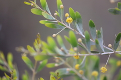 Acacia melleodora