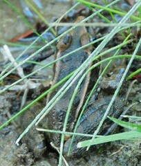 Lithobates berlandieri