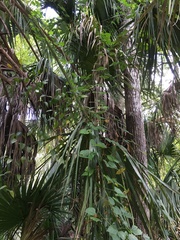 Phaseolus polystachios