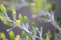 Acacia melleodora