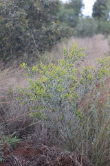 Acacia melleodora