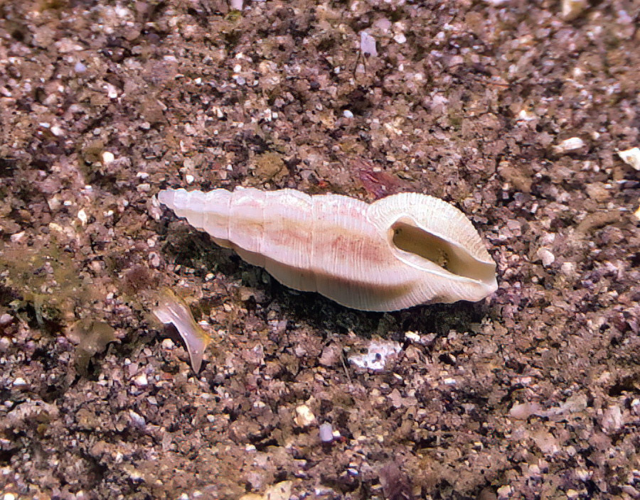 Pseudorhaphitoma