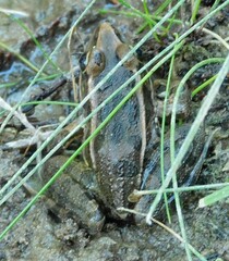Lithobates berlandieri