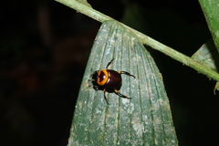 Canthon luteicollis