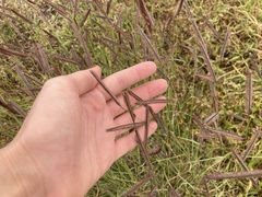 Bouteloua barbata