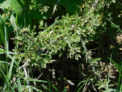 Vachellia farnesiana