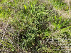 Pimelea spinescens spinescens