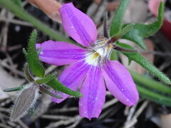 Scaevola ramosissima