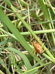 Gryllacrididae