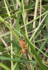 Gryllacrididae