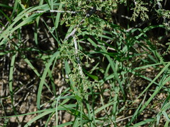 Vachellia farnesiana