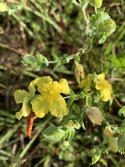 Hypericum tetrapetalum