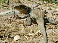 Aspidoscelis scalaris