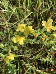 Hypericum tetrapetalum