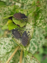 Catorhintha apicalis