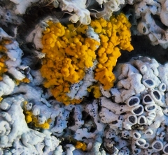 Xanthomendoza fallax