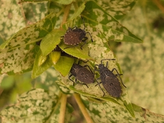 Catorhintha apicalis