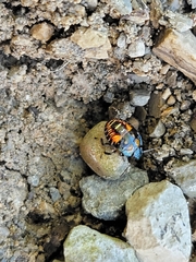 Asopinae