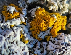 Xanthomendoza fallax