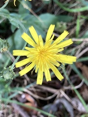 Hieracium sabaudum