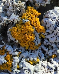 Xanthomendoza fallax