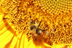 Bombus huntii