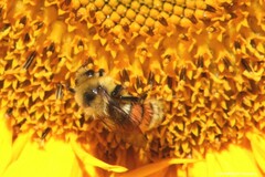 Bombus huntii