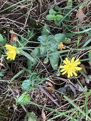 Hieracium sabaudum