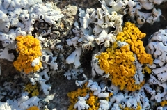 Xanthomendoza fallax