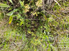Pimelea spinescens spinescens