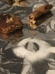Tricholoma fulvum