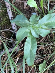 Hieracium sabaudum