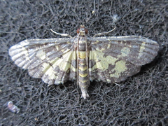 Eurrhyparodes bracteolalis