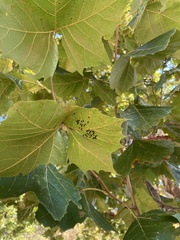 Eulophus