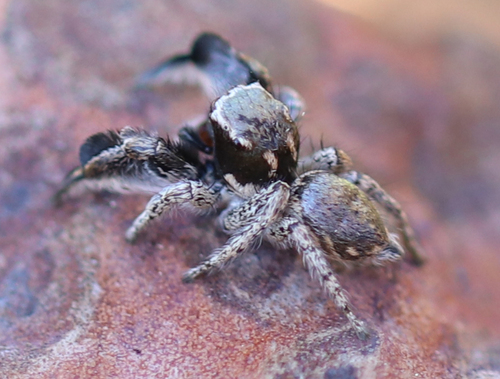 Hirsute Paradise Spider