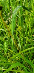 Carex cristatella